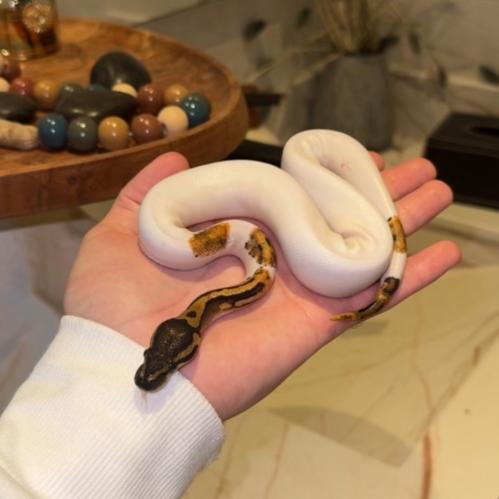 ثعبان بول بايثون Pied (High White) طفرة