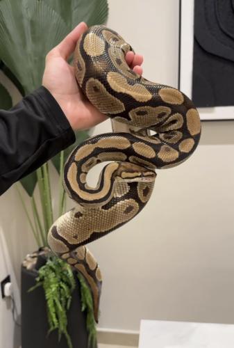 بول بايثون نورمل حجم جامبو