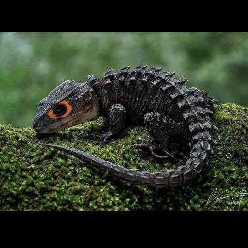 سحلية التمساح /Red-Eyed Crocodile Skink