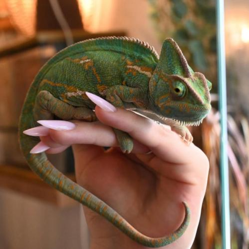 حرباء حجم كبير الوان قويه /chameleon
