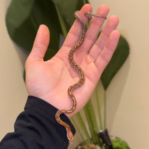 كورن سنيك Tessera