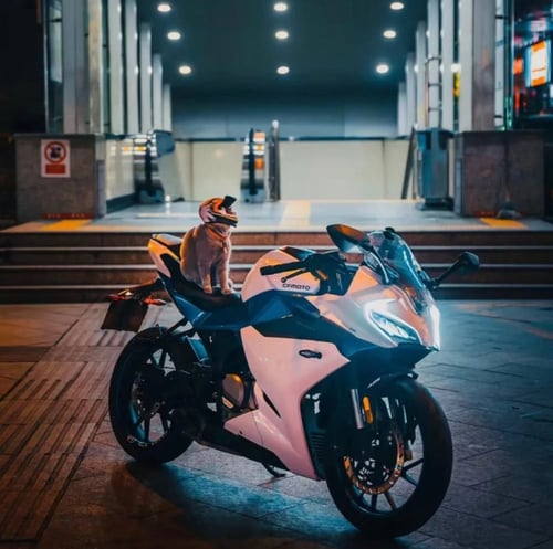 خوذة صغيره للقطط للدراجة النارية