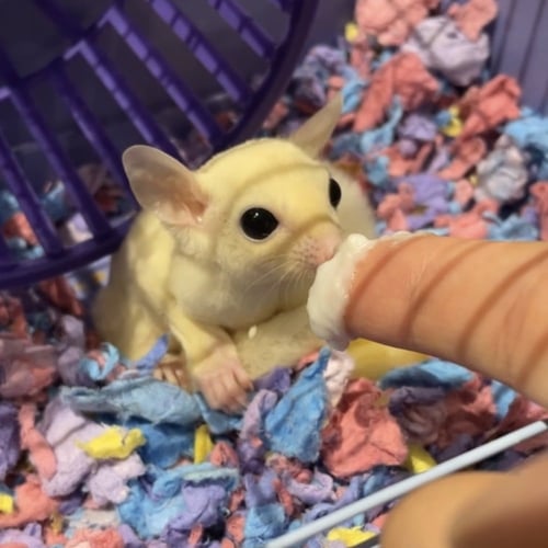 الفراش القطني carefresh confetti