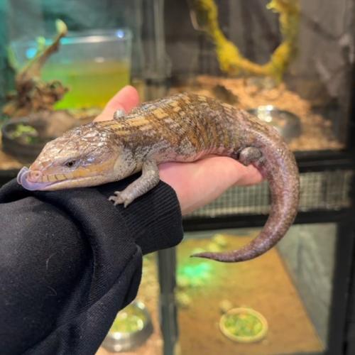 سحلية لسان الأزرق. طفره Blue Tongue Northern