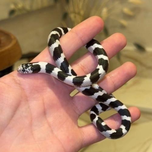 كنق سنيك كالفورنيا