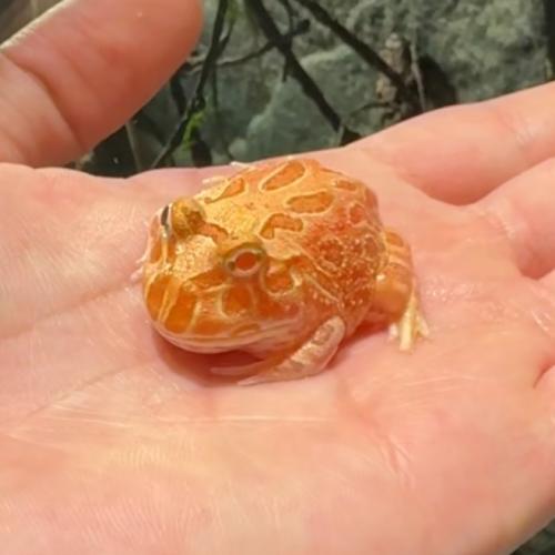 ALBINO SUPER STRAWBERRY LAVA ال باكمان البينو سوبر...