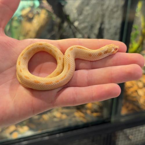هوق نوز Albino Western Hogns