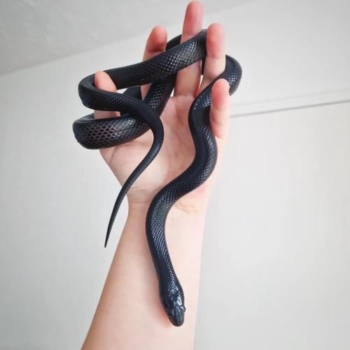 بلاك ماكسيكان الفخم