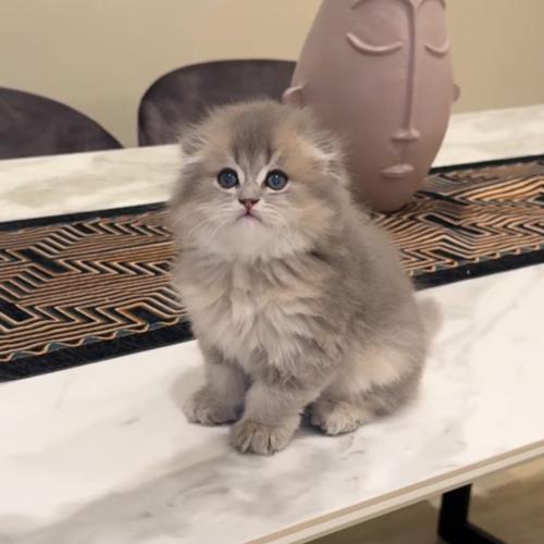 سكوتش فولد لونق هير