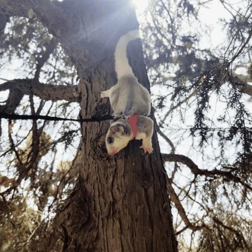 مجموعه خنجر السكر زمام حبل للهروب سنجاب