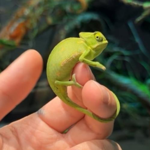 حرباء صغيرة - Baby chameleon