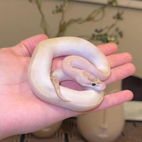 بول بايثون /Ivory Ball Python
