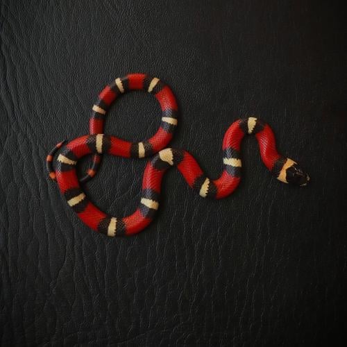ميلك سنيك ( قوتشي )