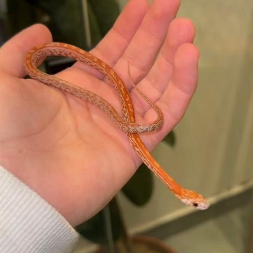 كورن سنيك Tessera. sunkissed