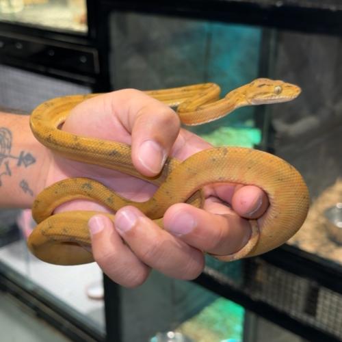 ثعبان شجرة الأمزون /Amazon tree boa