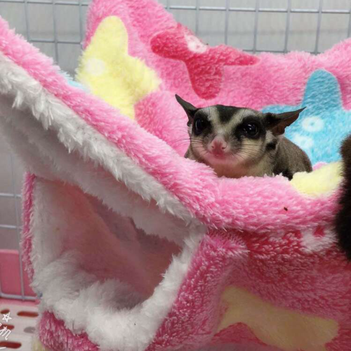 سرير علاقي لسناجب