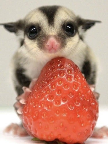 شوقر قلايدر / سنجاب طائر كلاسك