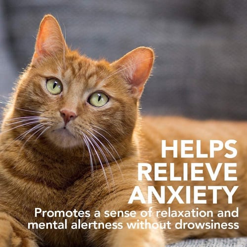 فيتس بيست جل مهدئ للقطط, 100 جرام