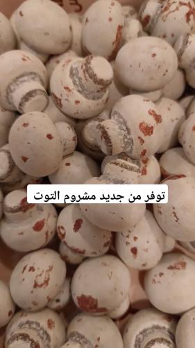 دراجيه مشروم التوت 250 جرام تقريبا