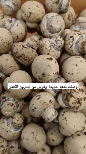 دراجيه مشروم الكندر 250 جرام تقريبا