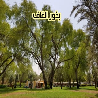 بذور الغاف
