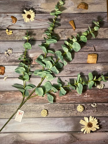 غصم اوكاليبتوس كبير شبه الطبيعي