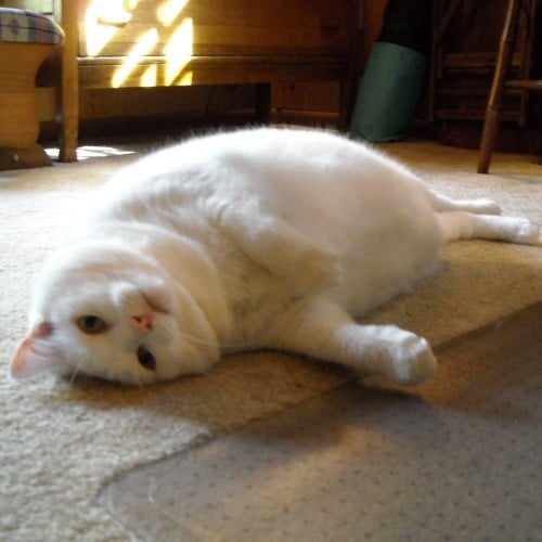 باقة الحلاقة الجزئية للحوامل (حلاقة البطن والمناطق...