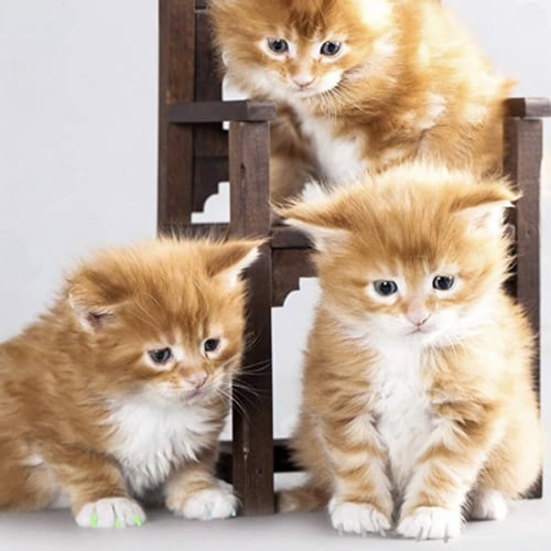 تركيب اظافر سليكون للحماية من الخدش والحفاظ على ال...