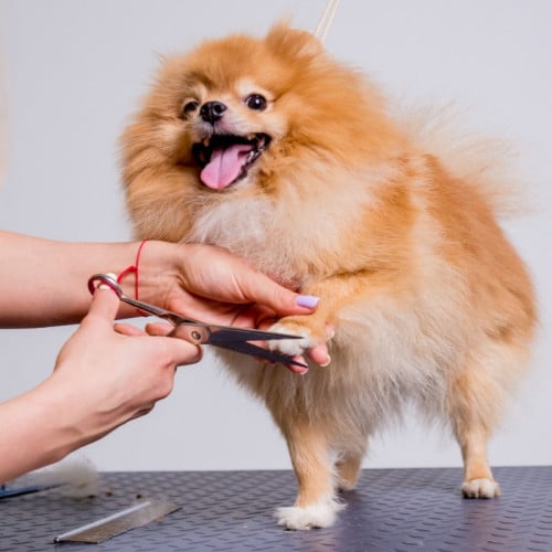 قص الاظافر للكلاب الصغيرة (قص اظافر- تنظيف الاذان...