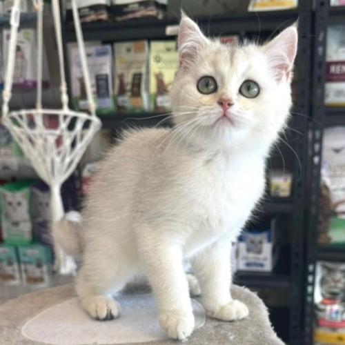 ذكر سكوتش ستريت بيور من اب وام مسجلين