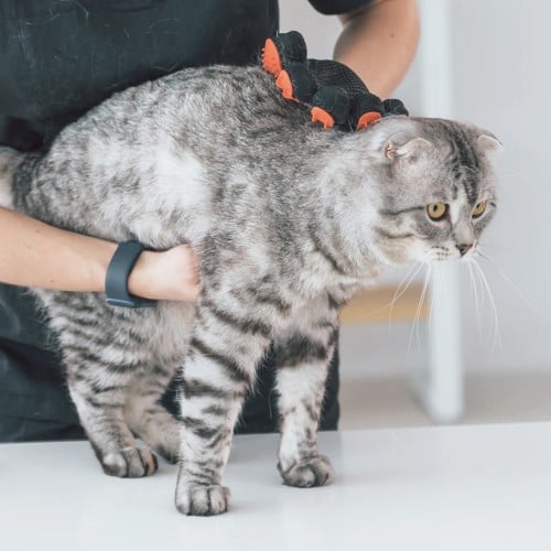 باقة الحلاقة الجزئية للقطط (حلاقة الكفوف والمناطق...