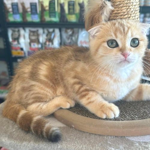 ذكر سكوتش فولد بيور من اب وام مسجلين