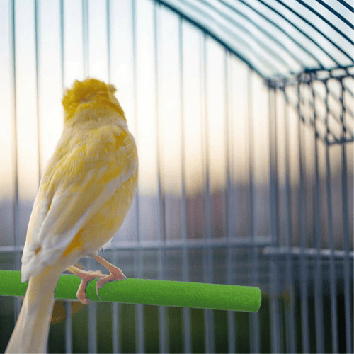 مجثم ومبرد رملي للطيور25سم