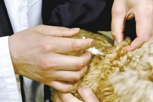 شريحة مايكروشيب الكترونية للحيوانات الصغيرة والهام...