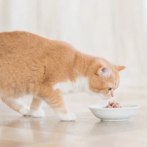 شيزر طعام رطب للقطط دجاج مع سمك القاروص في الجيلي...