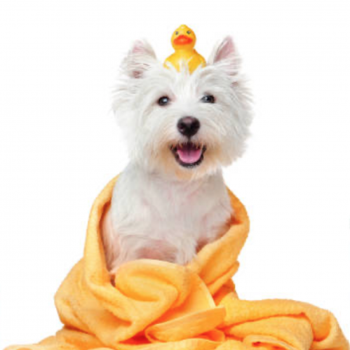 باقة الشاور للكلاب الصغيرة (شاور - قص اظافر - تنظي...