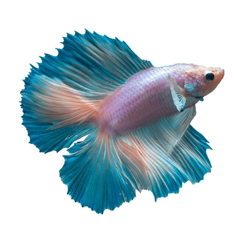 سمك الفايتر حجم وسط