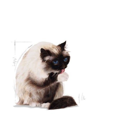 رويال كانين HAIRBALL طعام جاف للقطط تمنع تكوين كرا...