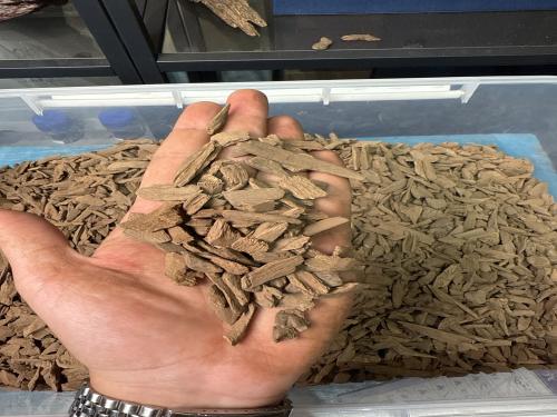 دقه عود مروكي اصقون (نقوه )