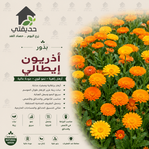 بذور اذريون ايطالي