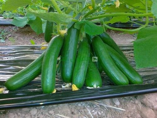 بذور خيار تركي 10 جم