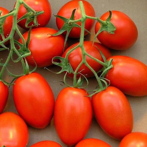 بذور طماطم روما 10 جم