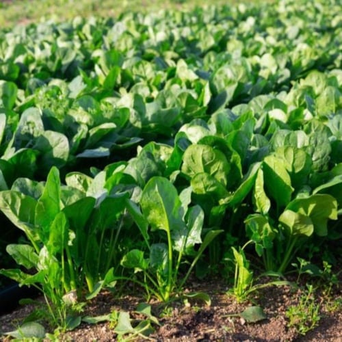 باكت بذور سبانخ تركي