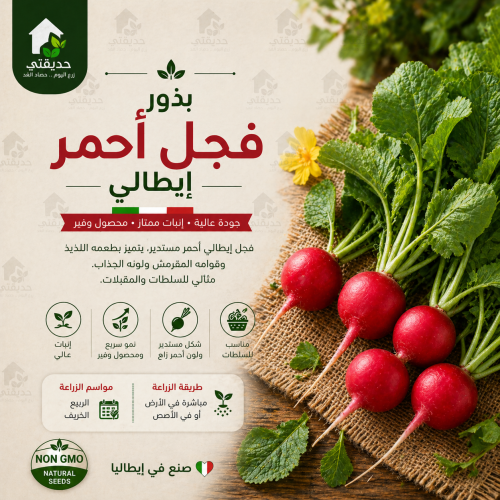 فجل احمر ايطالي