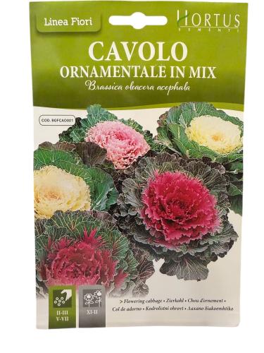 بذور براسيكا ملفوف الزهور