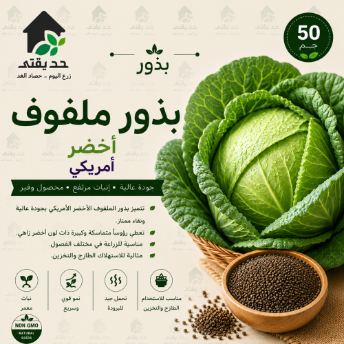 بذور ملفوف اخضر امريكي 50 جم