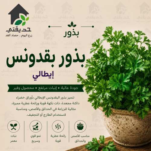 بذور بقدونس ايطالي