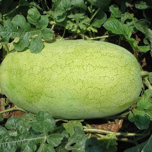 بذور بطيخ شارلستون امريكي 50 جم