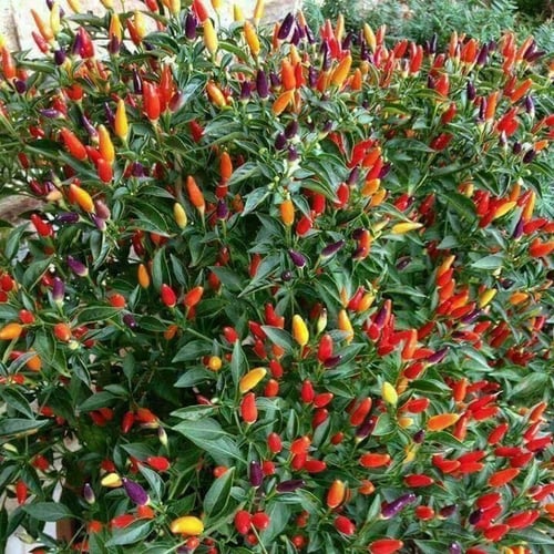 بذور فلفل تركي