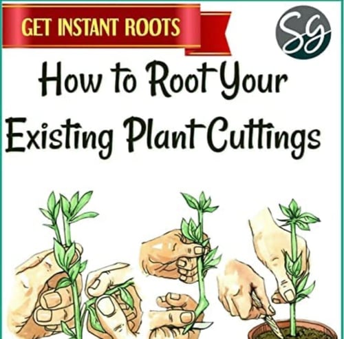 هرمون التجذير 100 جم